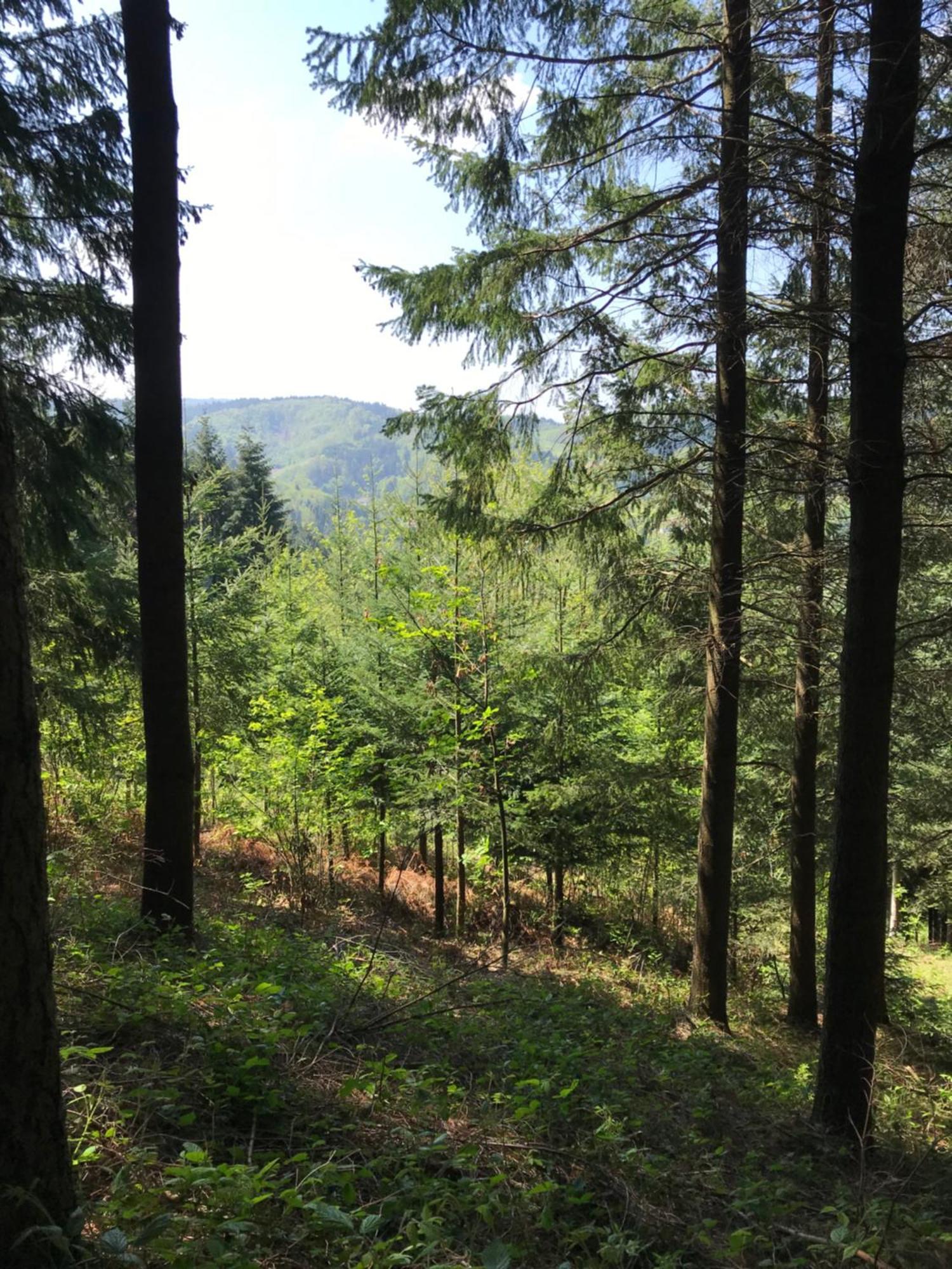 Ferienwohnung Hesselbach Oberkirch Kültér fotó